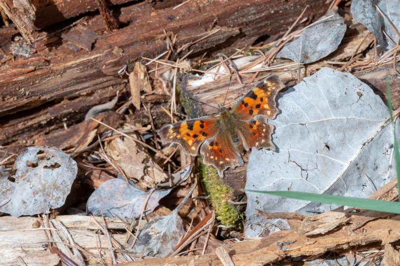 Green Comma butterfly