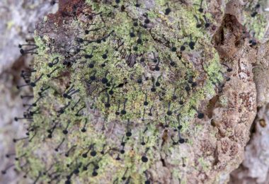 Close-up photo of a stubble lichen typically found on conifer bark and wood.