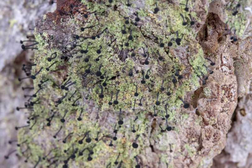 Close-up photo of a stubble lichen typically found on conifer bark and wood.