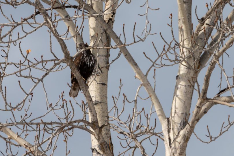 Wintering Harlan's Red-tailed Hawk at Lee Metcalf NWR