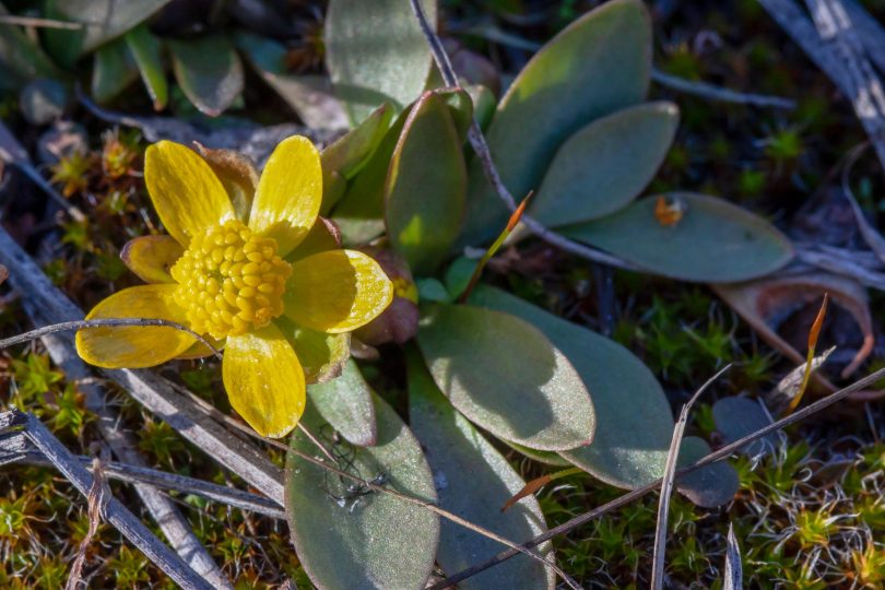 A wildflower in bloom when few others are or even growing.