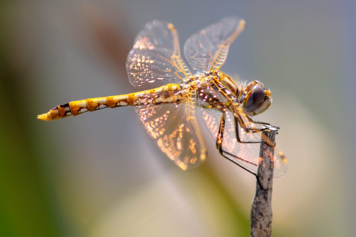 Variegated Meadowhawk...a Migrant Dragonfly | Image Wildlife...