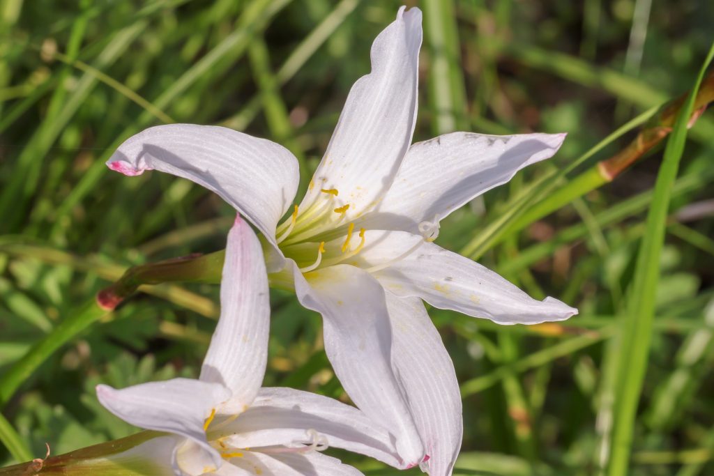 Zephyranthes atamasca whitish pink bloom