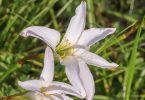 Zephyranthes atamasca whitish pink bloom