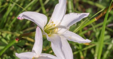 Zephyranthes atamasca whitish pink bloom