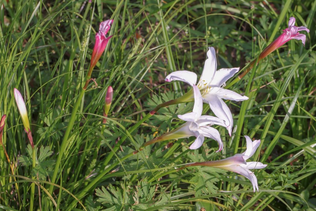 Zephyranthes atamasca