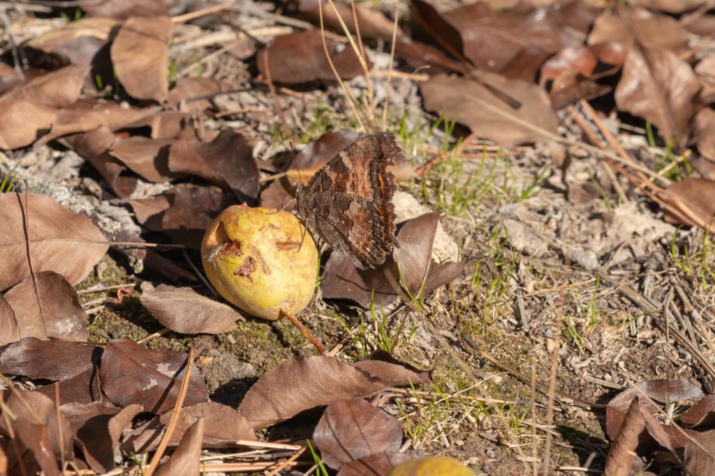 Look for California Tortoiseshell on fruit, scat, sap wells and moist soil  in early spring