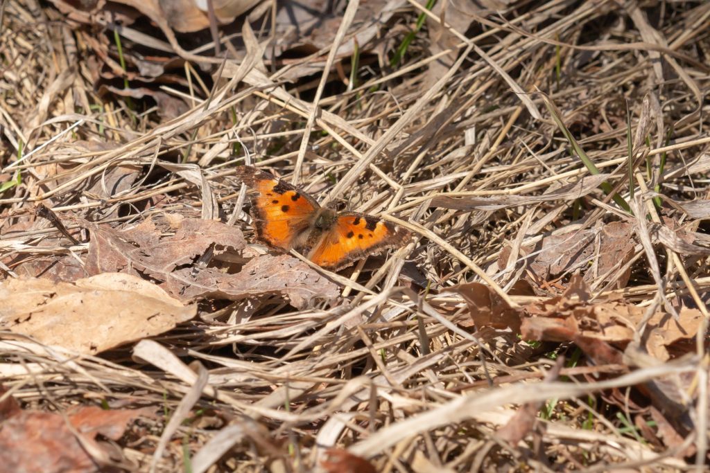 California Tortoiseshell is an early spring butterfly that passes itself off as a dead leaf
