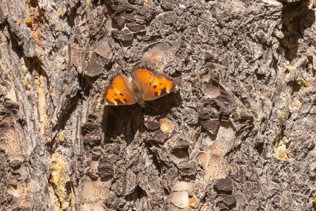 California Tortoiseshell sunning, a consequence of early spring activity