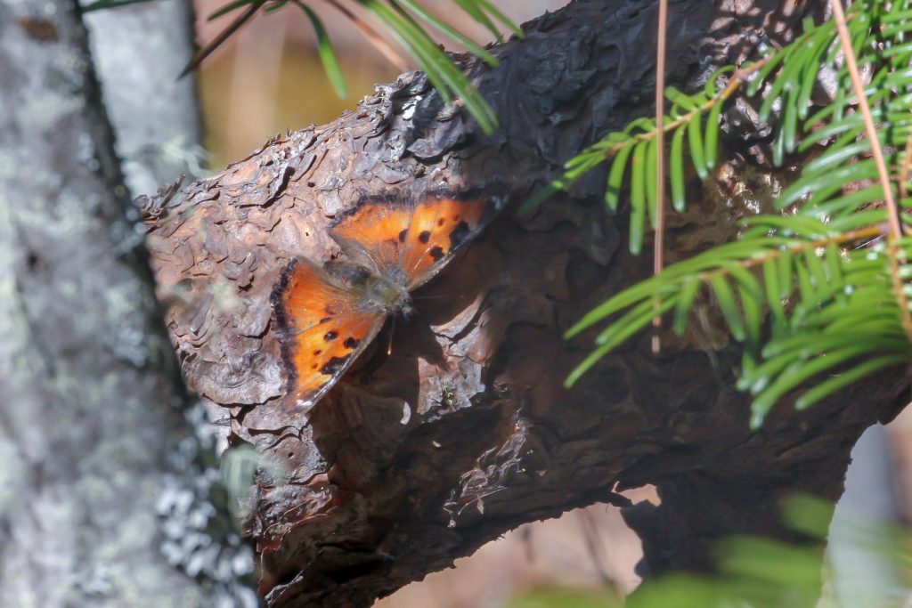 California Tortoiseshell, an early spring butterfly