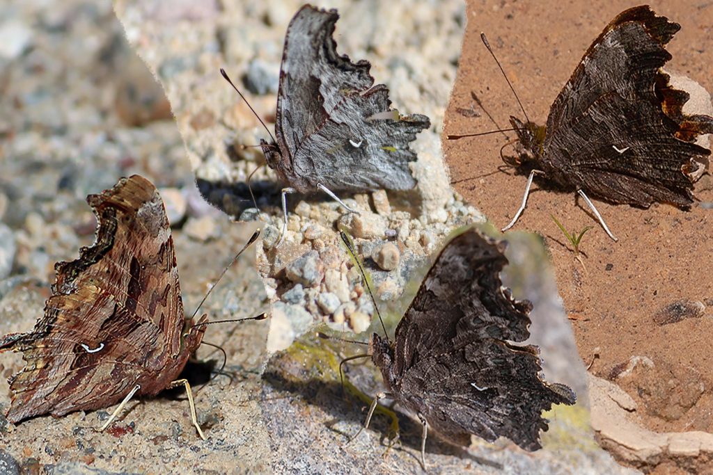 Four Butterfly of the Polygonia species