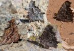 Four Butterfly of the Polygonia species