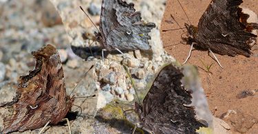 Four Butterfly of the Polygonia species