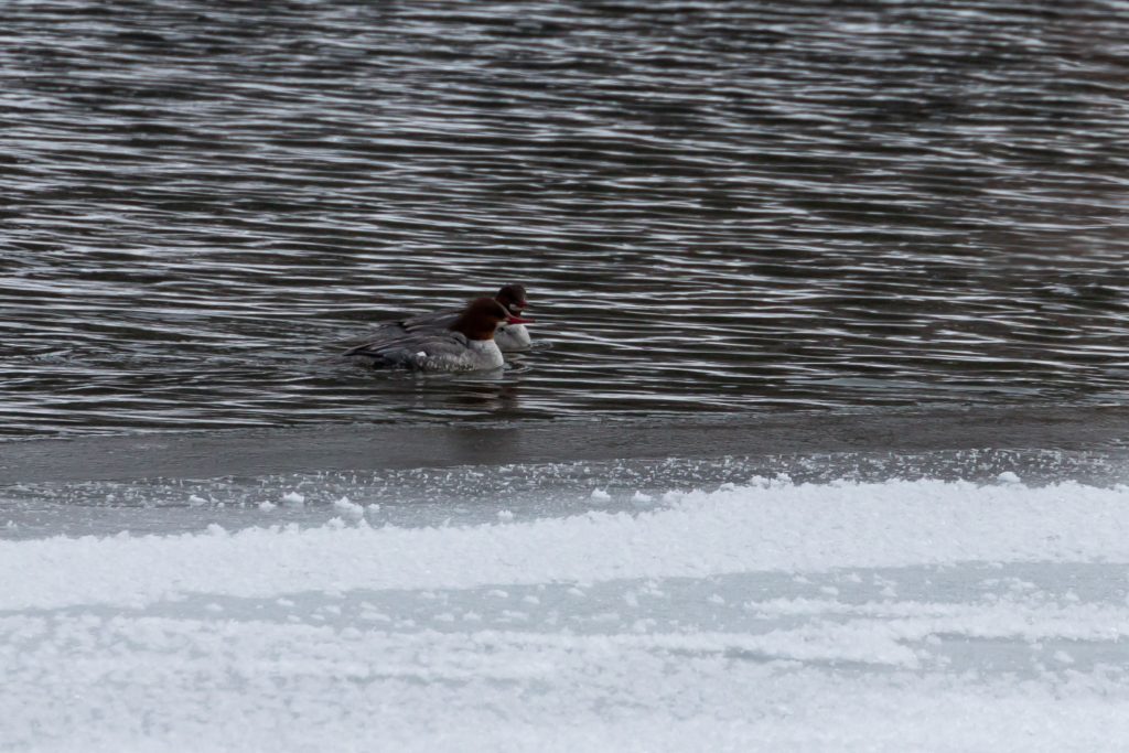 Mergus merganser female