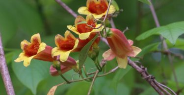 Bignonia capreolata in Bloom