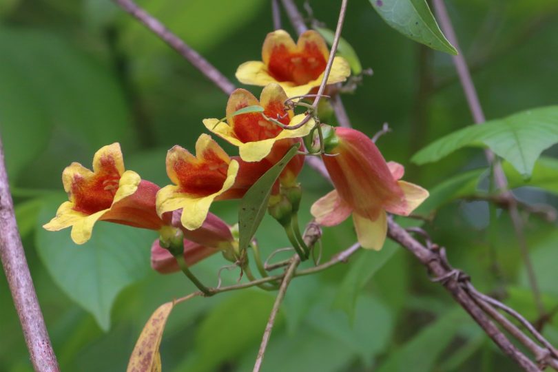 Bignonia capreolata in Bloom