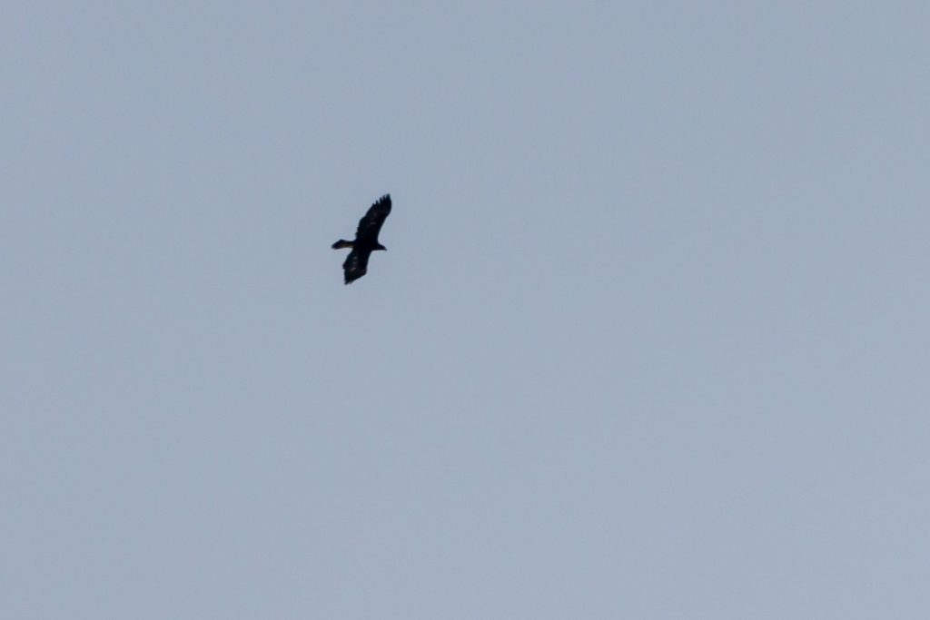 Aquila chrysaetos soaring