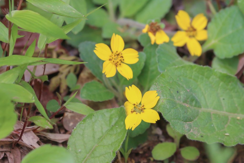 Chrysogonum virginianum in bloom