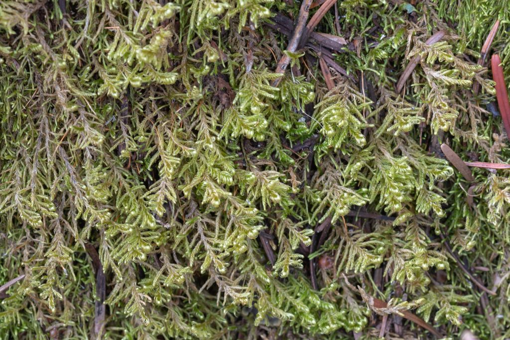 Different moss species grow on different surfaces 