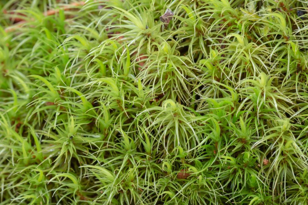 Biological activity of moss in early spring is intense
