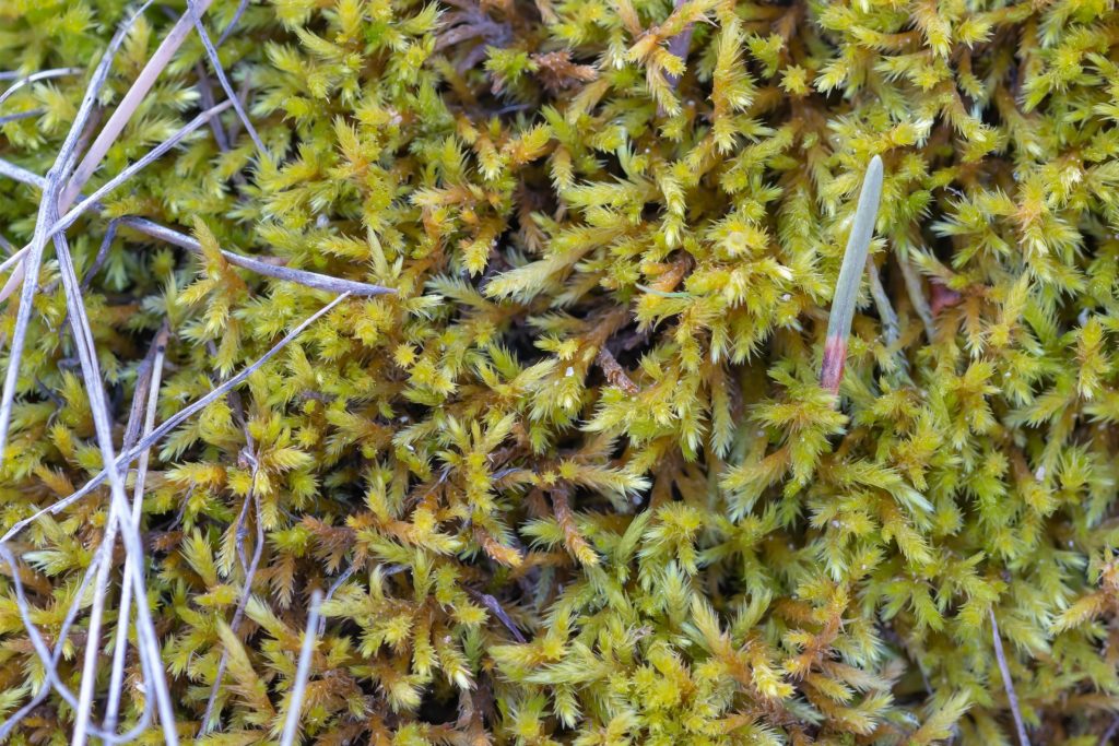 Moss leaves absorb water and nutrients enabling biological activity