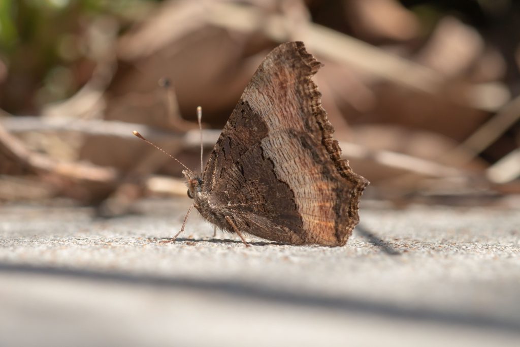 Nymphalis milberti on ground 