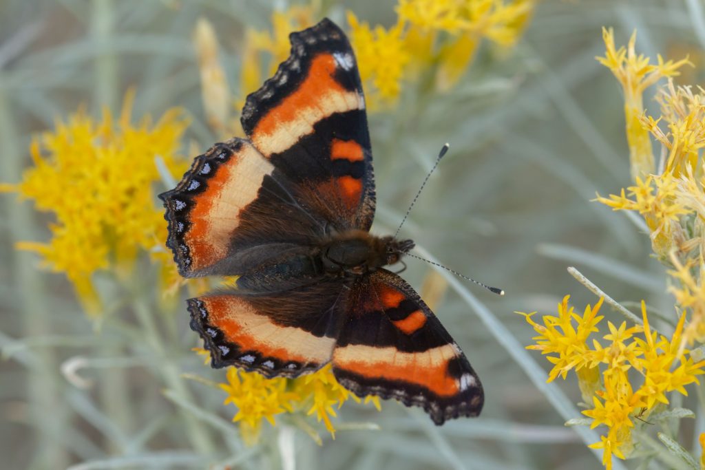 Nymphalis milberti taking nectar from Rubber Rabbitbrush in late summer