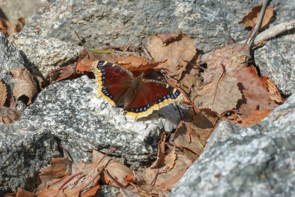 Nymphalis antiopa on rock near leaves