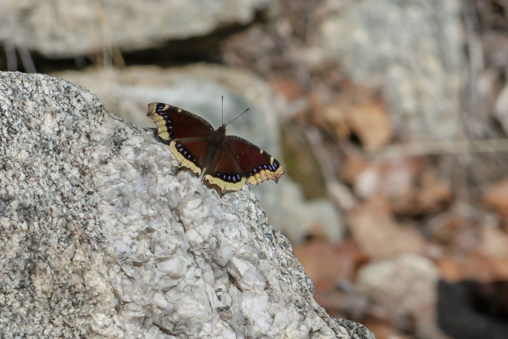 Nymphalis antiopa resting on rock