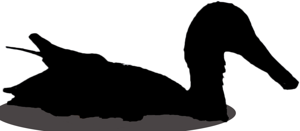 Anas clypeata in silhouette
