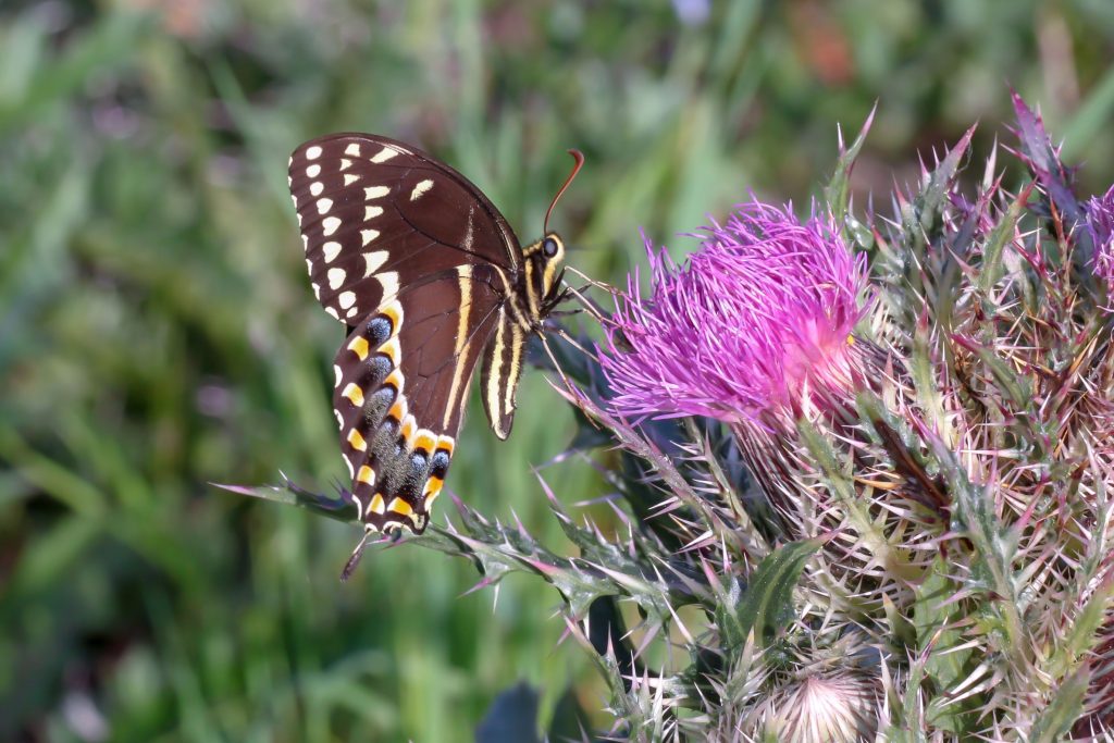 Papilio palamedes on Cirsium horridulum