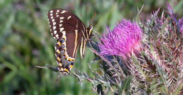 Papilio palamedes on Cirsium horridulum