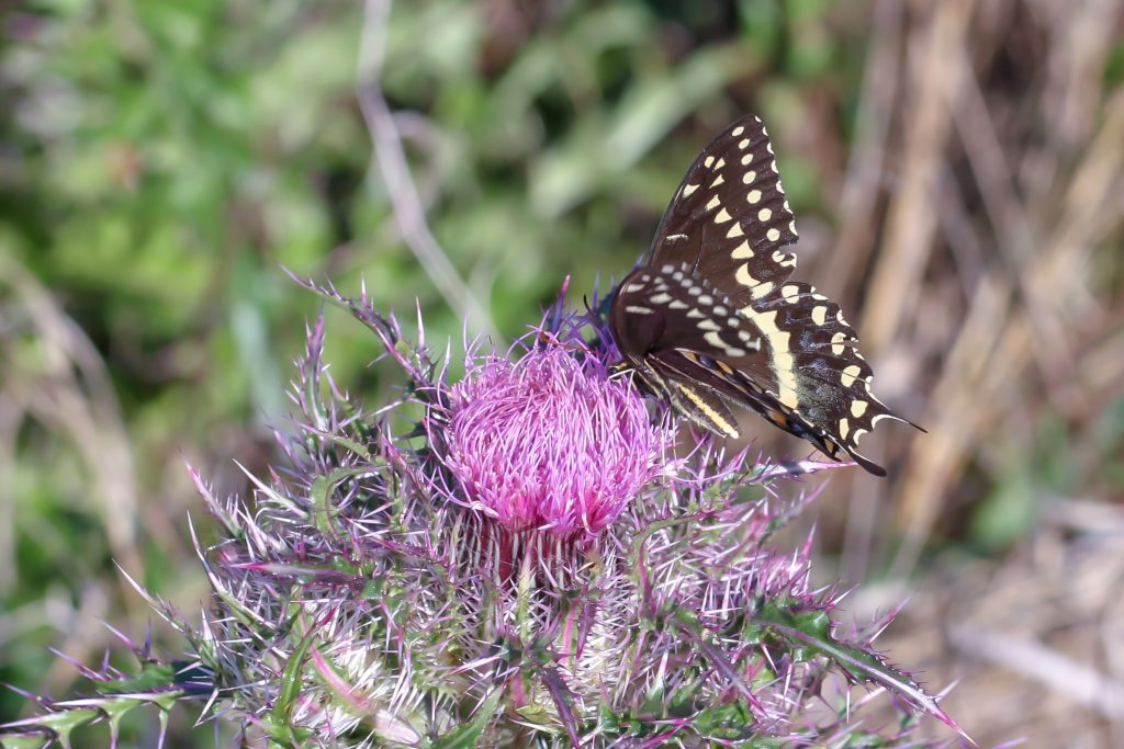 Papilio palamedes atop thistle with open wings