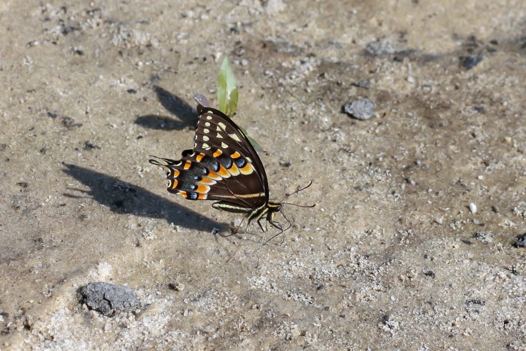 Papilio palamedes ingesting minerals from moist soil