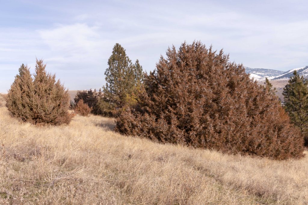 Typical growing situation of Juniperus scopulorum