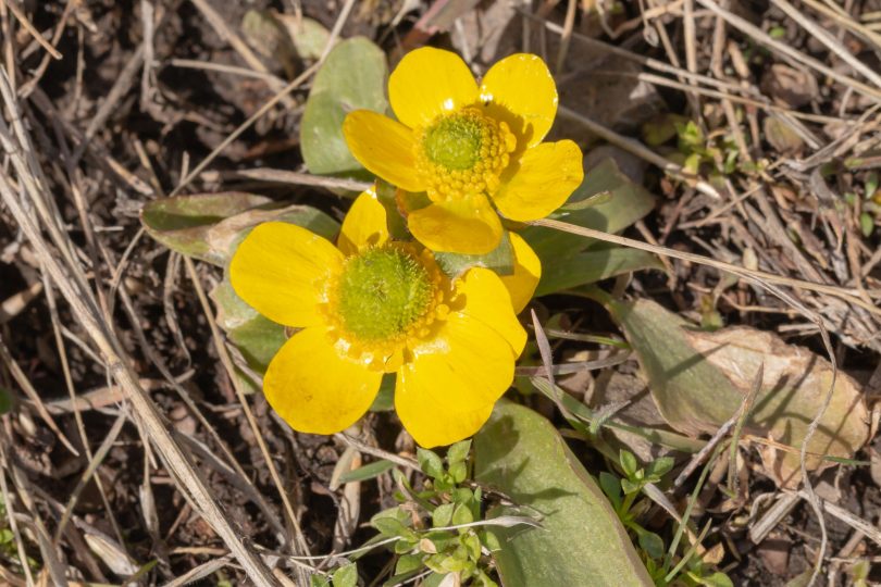 Ranunculus glaberrimus already in bloom early March 2018