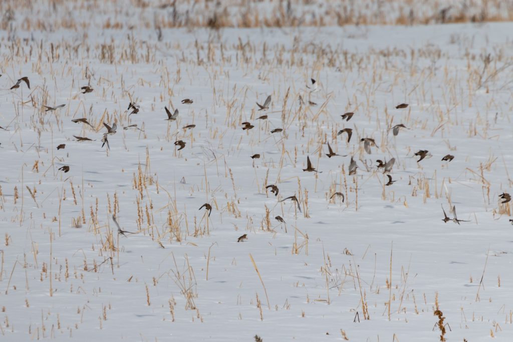 Open country birds in winter