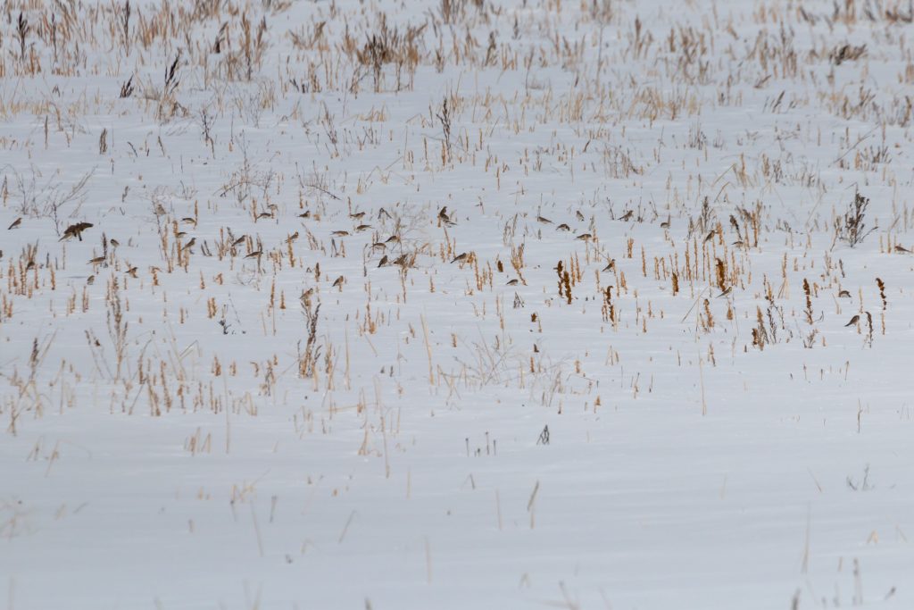 Plectrophenax nivalis on ground