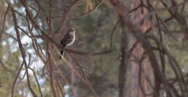 Myadestes townsendi flycatching in Ponderosa Pine habitat