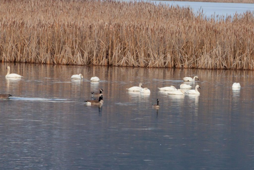 Tundra Swan sized by Canada Goose
