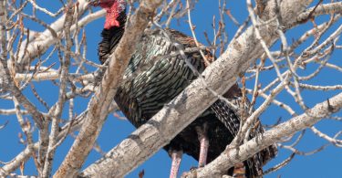 Meleagris gallopavo perched in mature Cottonwood