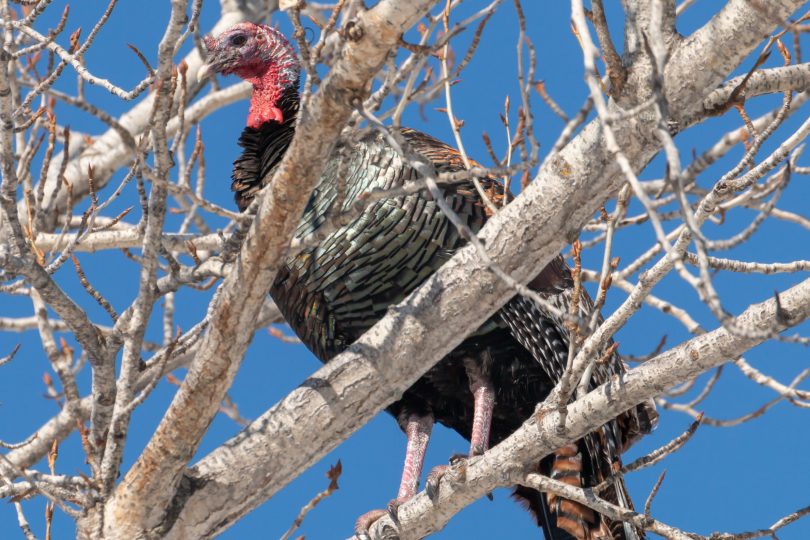 Meleagris gallopavo perched in mature Cottonwood