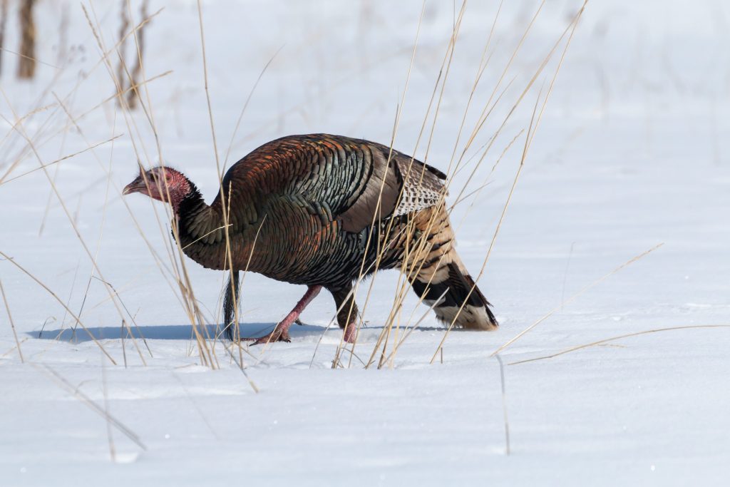 Meleagris gallopavo foraging grassland