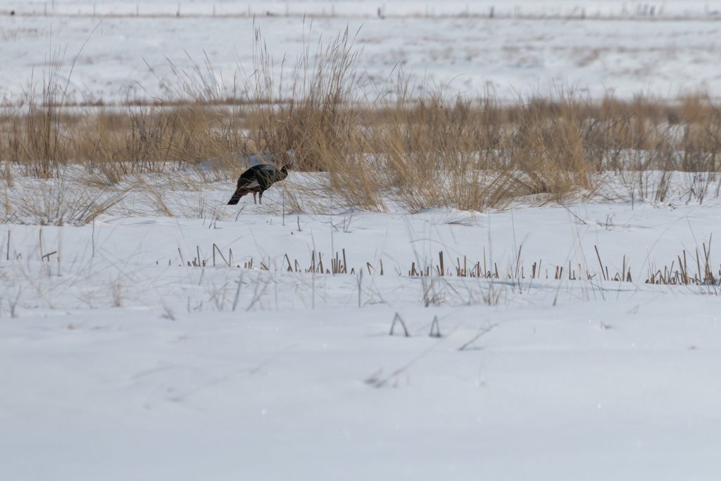 Distant view of Meleagris gallopavo in grassland