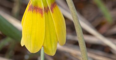 Macro of Yellowbells flower