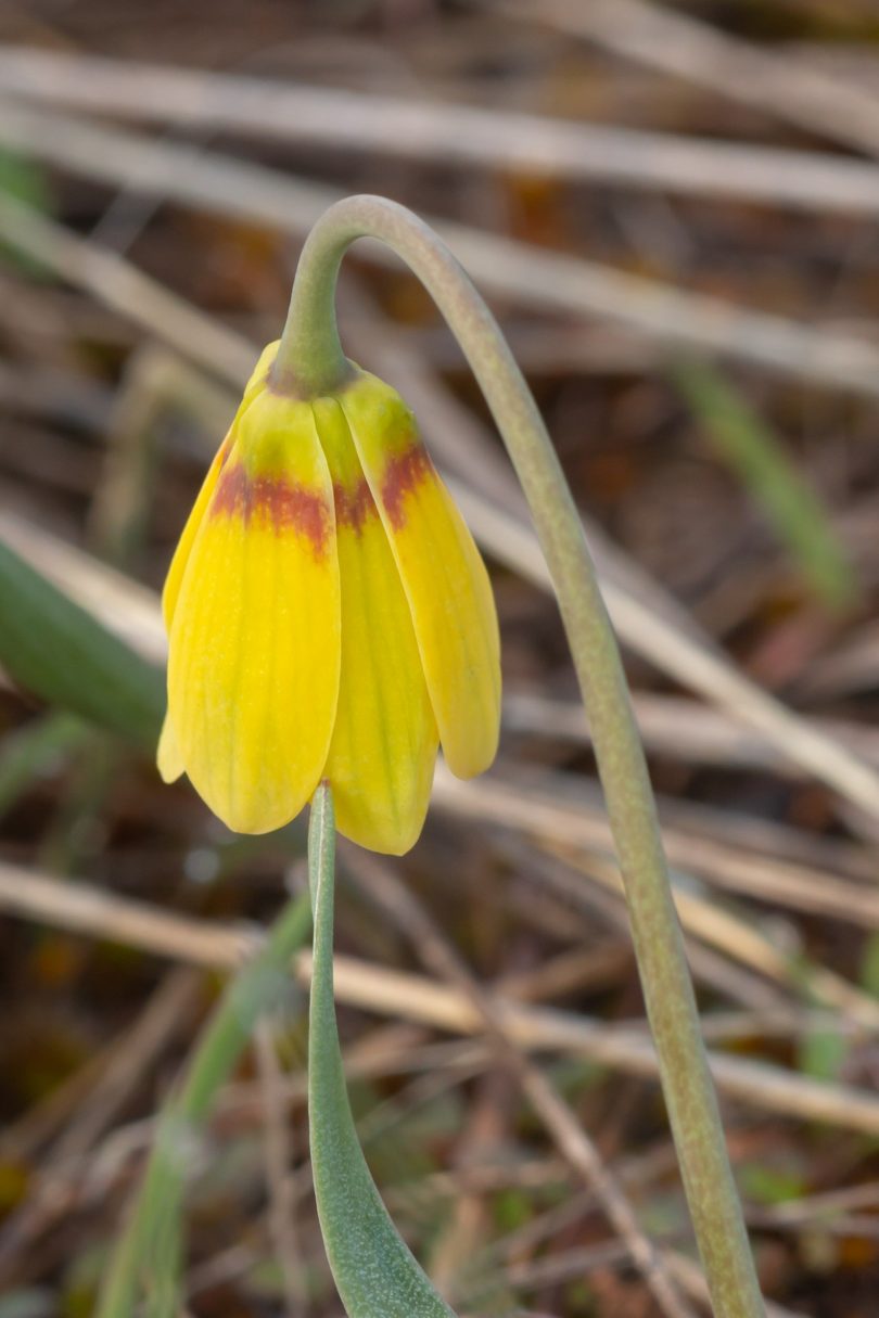 Macro of Yellowbells flower