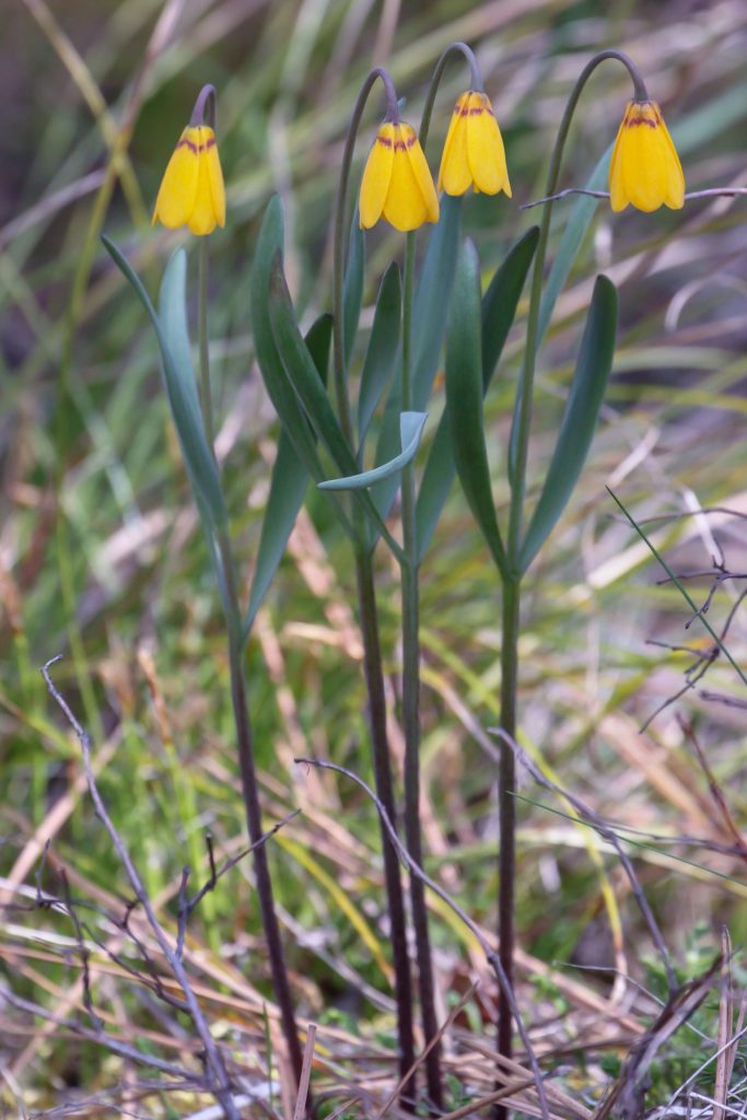 Tall forms of Fritillaria pudica