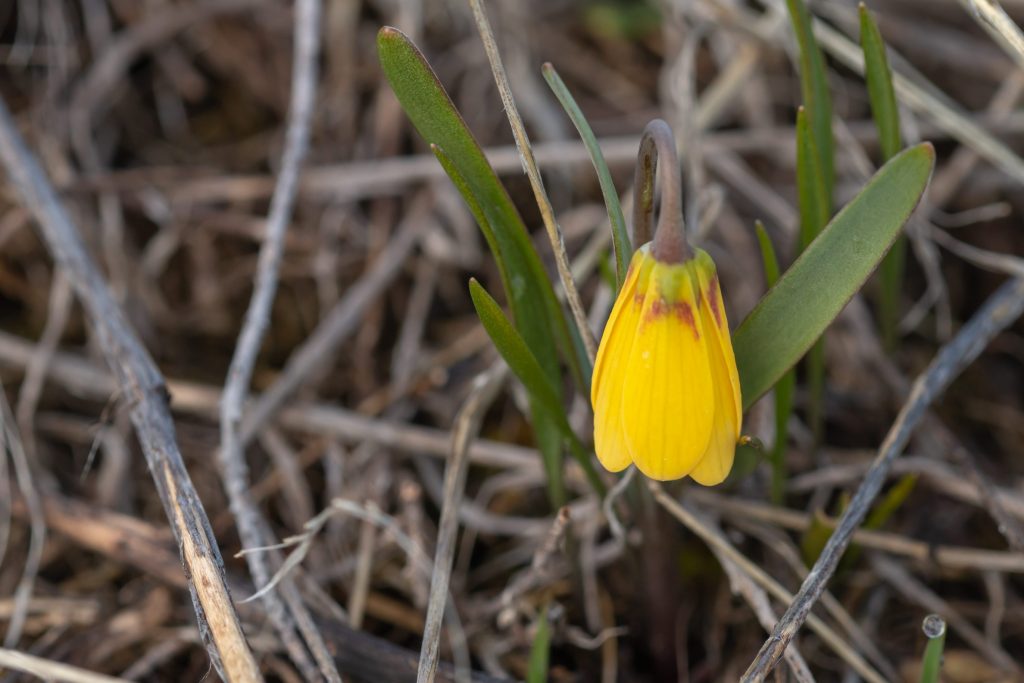 Fritillaria pudica in bloom