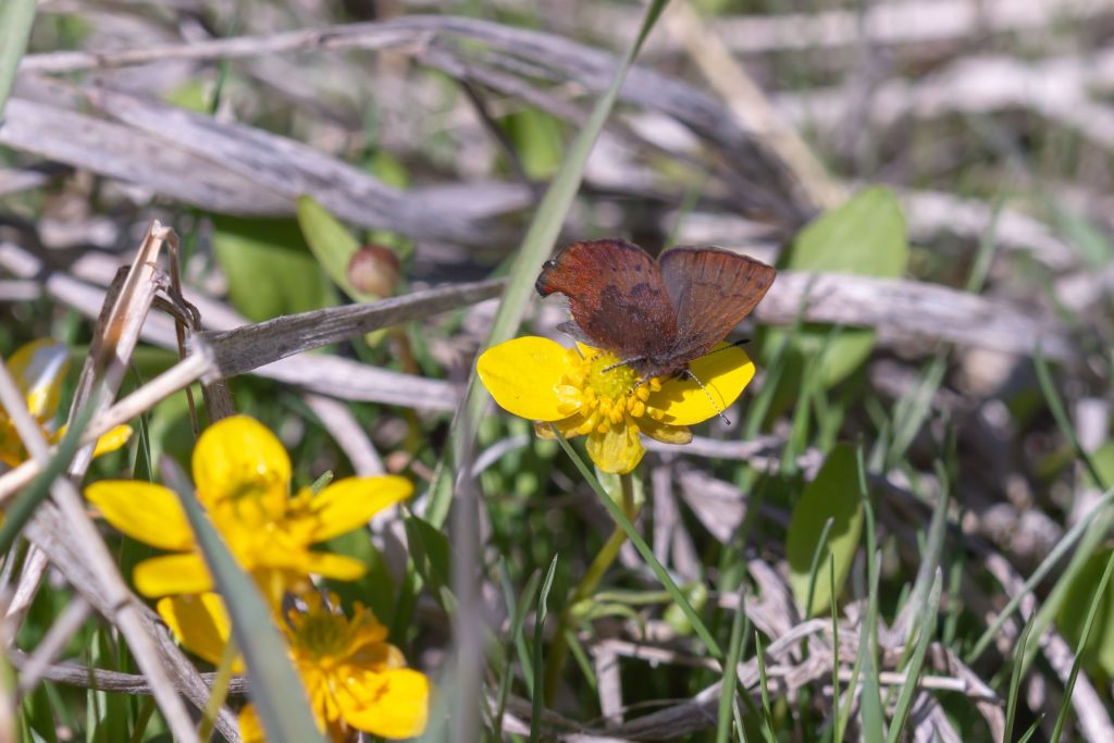 Most common Elfin butterfly in the east or western U.S. Photogenic with Very rich chestnut coloration. 