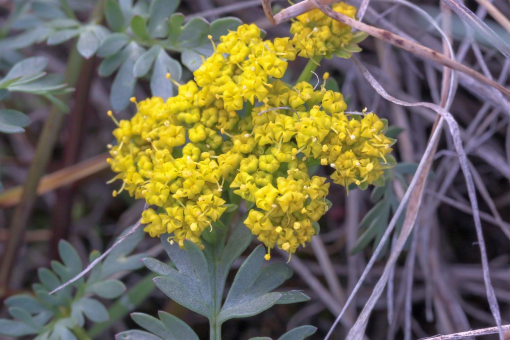 This wildflower blooming is very recognizable by the yellow flower umbel.